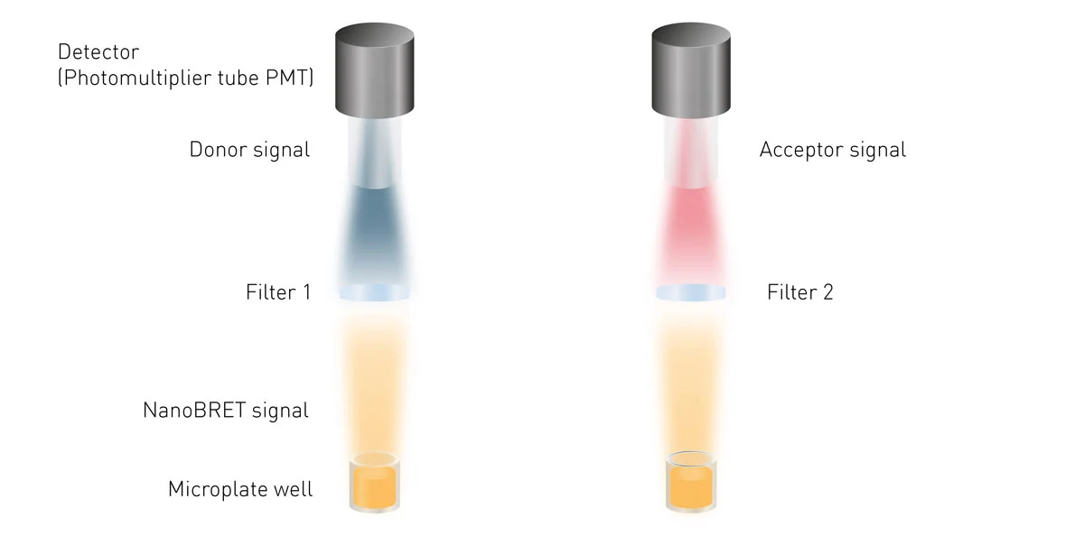 Fig. 8: Simplified schematic of a NanoBRET detection system in a microplate reader. For BRET and NanoBRET assays two optic filters are required to discern between donor and acceptor.