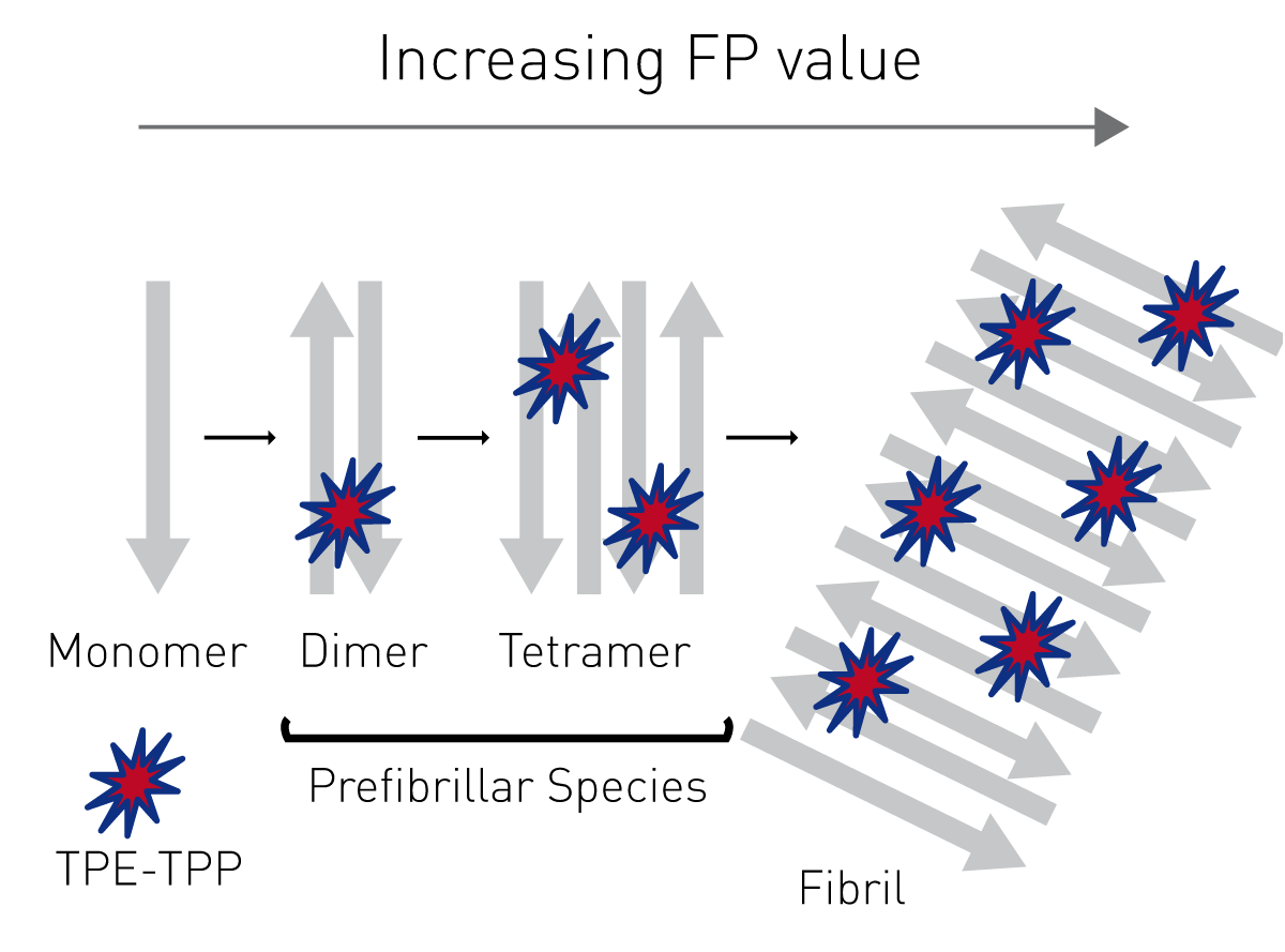 Fig. 7: Assay principle for monitoring preﬁbrillar amyloidogenic proteins with fluorescence polarization.