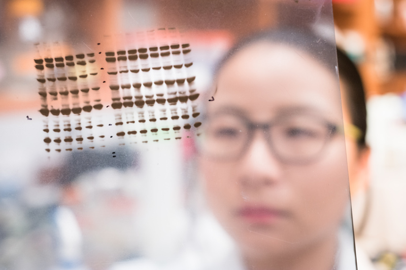 Fig. 1: Choosing the appropriate protein measurement assay provides accurate protein quantification and guarantees equal input for subsequent analysis such as western blots.