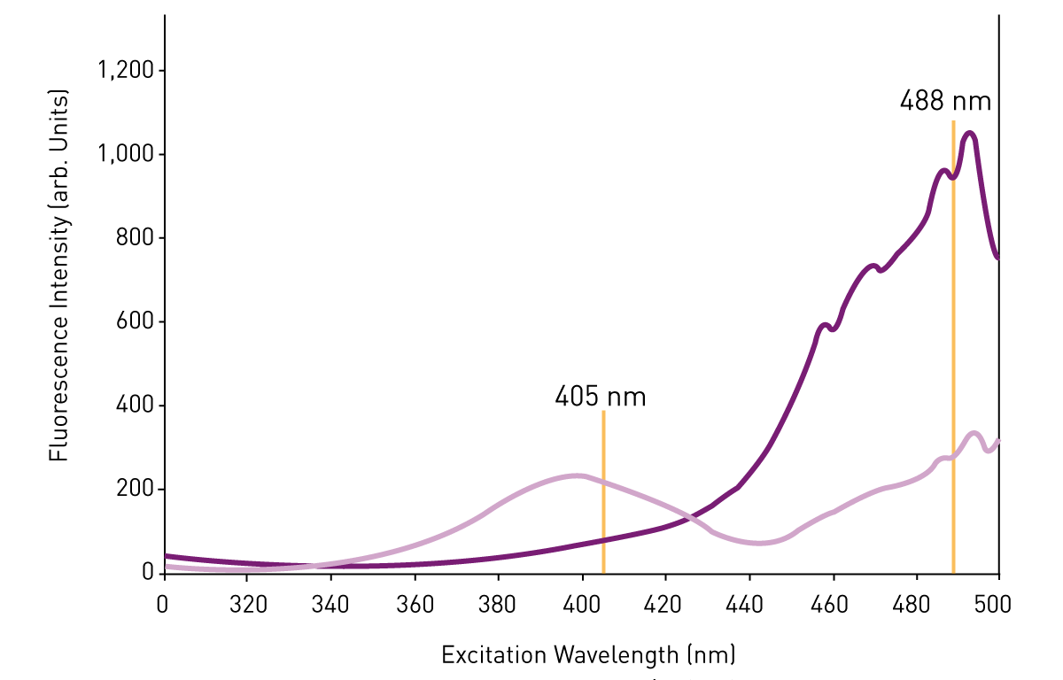 Fig. 1: Redox-dependent changes in the excitation spectrum of roGFP2. Purple curve = fully reduced roGFP2. Pink curve = fully oxidised roGFP2.
