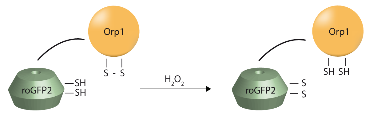 Fig. 2: Schematic of the mechanism of action of roGFP2-Orp1. The formation of the redox-sensitive disulfide bridge between cysteines on the surface of roGFP is mediated by the presence of oxidants (e.g.: H2O2).