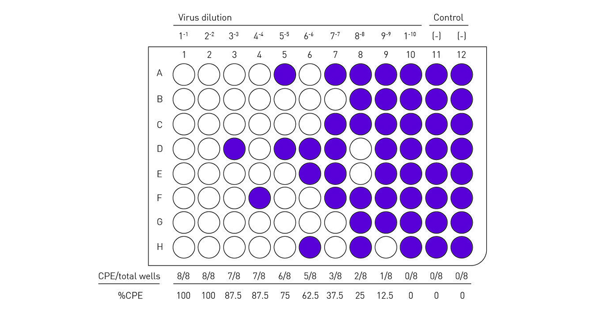 Fig. 2: Visual representation of a TCID50 assay on a 96-well microplate