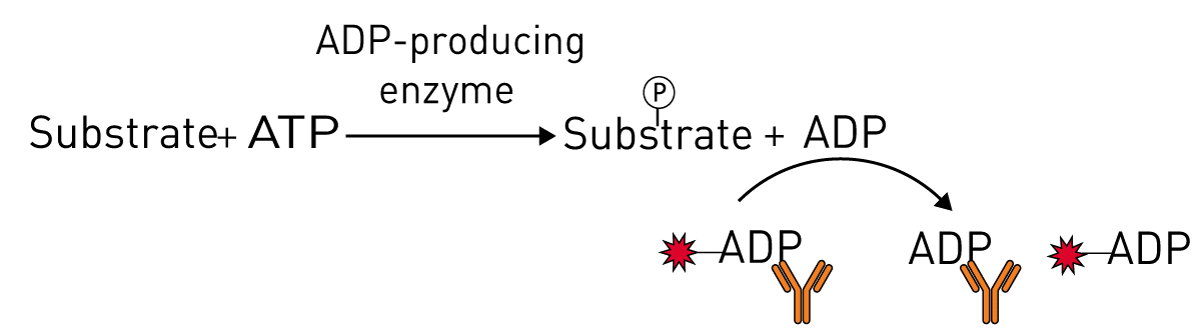 Fig. 1: Schematic of the Transcreener ADP2 FP assay