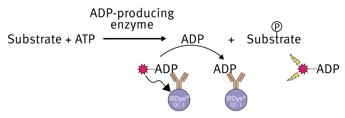 Fig. 3: Schematic of the Transcreener ADP2 FI assay