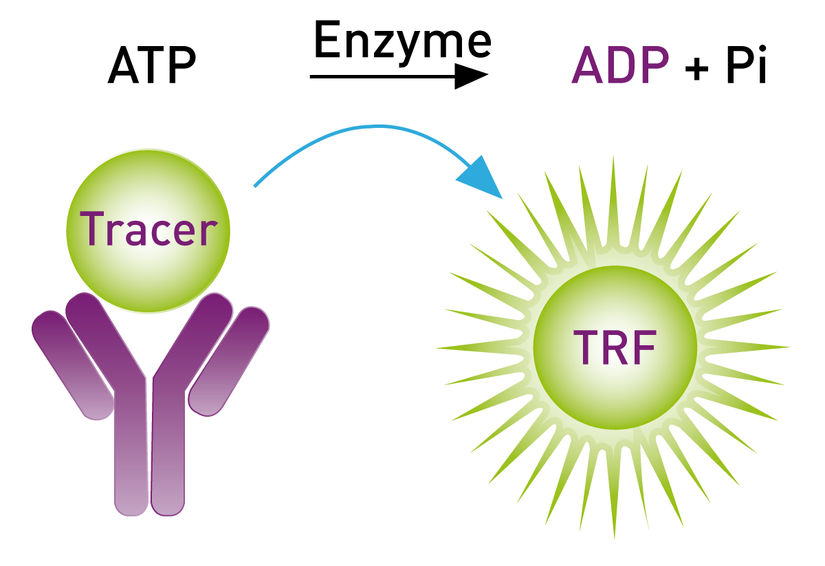 Fig. 5: Schematic of the Transcreener ADP2 TR-FRET assay