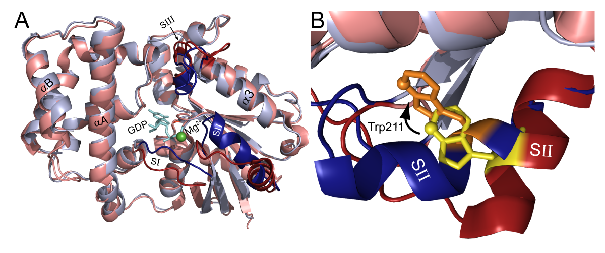 Fig. 1 A: Structural models of Gαi1 (an isoform of Gα) bound to GDP (red) and GDP · AlF4- (blue) (PDB ID: 1KJY and 2IK8, respectively). The switch regions SI, SII, and SIII are in dark red and blue. Fig. 1 B: Close-up view of intrinsically-fluorescent Trp211 located in the switch II region in inactive (yellow) and activated (orange) Gαi1.
