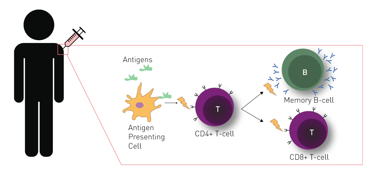 Fig. 1: Vaccine immune response. Vaccine antigens are injected subcutaneously and recognized by Antigen Presenting Cells (APCs). APCs process and present the antigen to CD4+ T-cells to begin an activation cascade. CD4+ T-cells can activate B-cells to produce pathogen-specific antibodies and CD8+ T-cells to recognize and destroy infected cells. This produces a memory cell that will reactivate upon subsequent exposures.