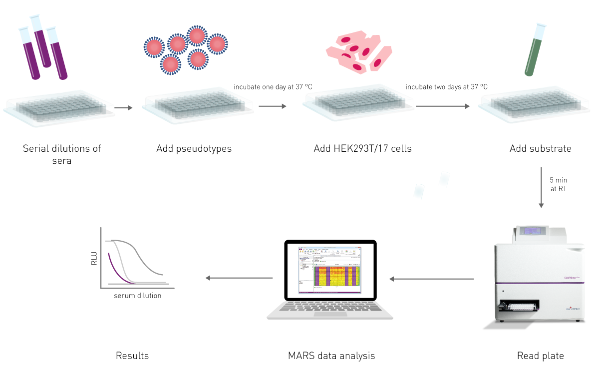 Fig. 3: Viral neutralization assay. Animal serum is diluted on a microplate with virus and cells. A substrate that produces light is added and the plate is read using a microplate reader such as the CLARIOstar Plus. Light production is proportional to viral replication.