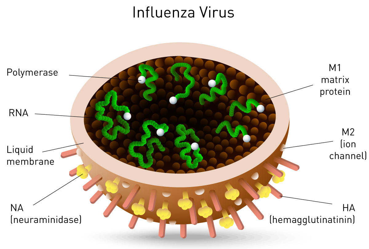 Figure 10: Structure of the influenza virus.