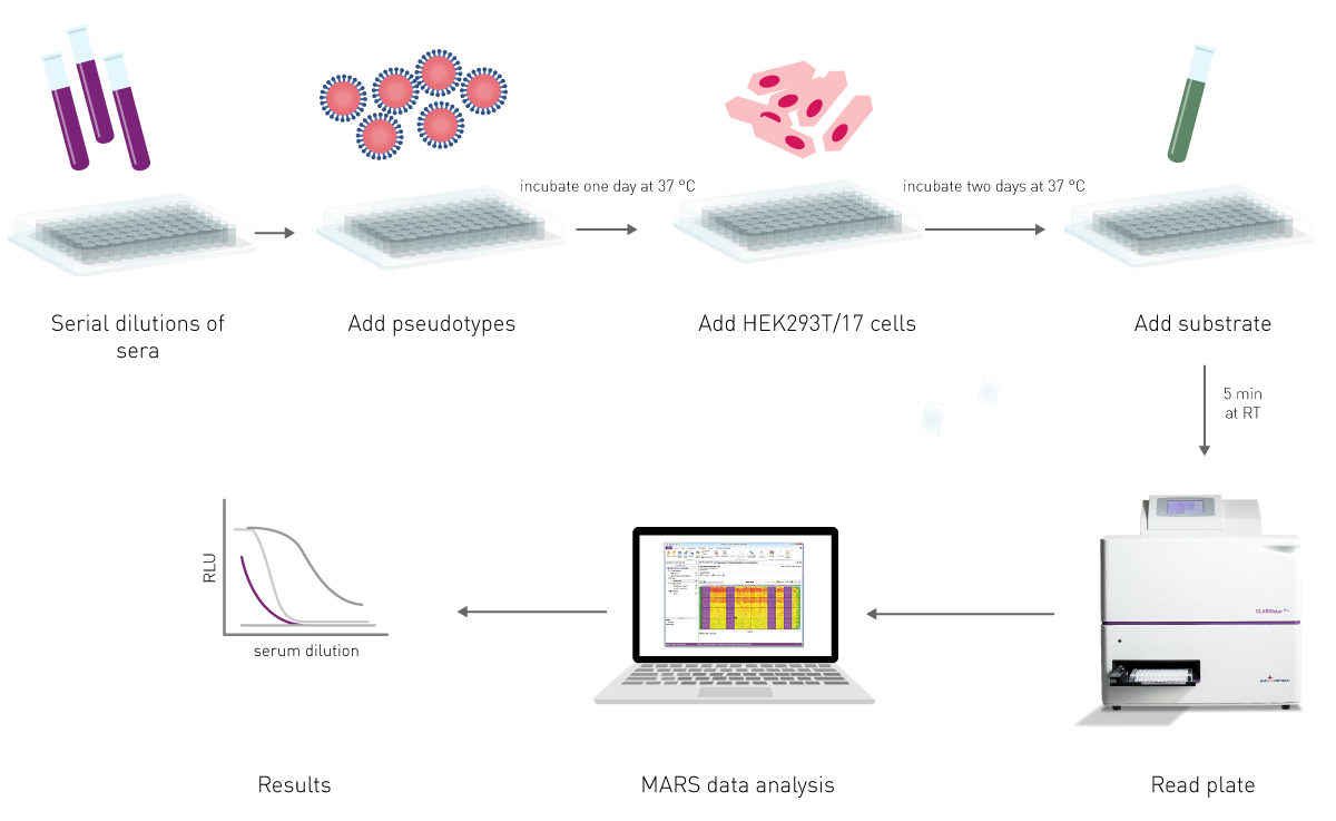 Fig. 12: a neutralization assay overview. In a luminescence-based neutralization assay, virus pseudotypes are pre-incubated with neutralizing samples such as sera of immunized organisms or antibodies. Subsequently, cells are added and incubated with the virus samples to allow infection. Upon addition of the luciferase substrate, luminescence is measured on a microplate reader. Neutralized viruses are not capable of infecting cells and display low luminescence while infectious pathogens show high luminescence.
