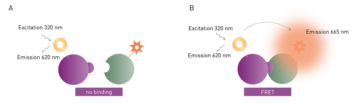 Fig. 13: the principle of TR-FRET-based virus assays. A donor molecule (e.g. virus protein) coupled to a long-lifetime fluorophore (A) interacts with an acceptor molecule (B). The acceptor molecule (e.g. an inhibitor) is bound to an acceptor fluorophore which receives the energy of the donor and emits light. As energy transfer occurs only in proximity of donor and acceptor, the acceptor emission intensity directly reports on a binding event.