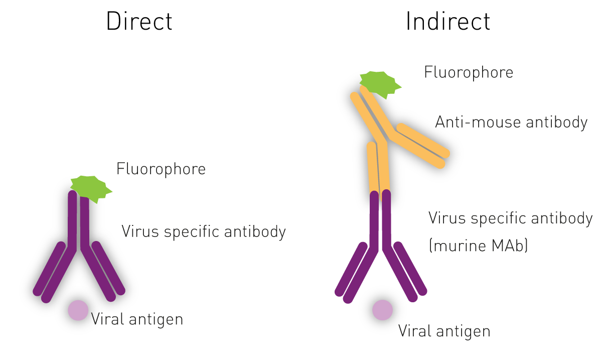 Fig. 5: Basic principle of the immuno-fluorescence antibody virus assay. Infected cells expressing viral antigens can be directly or indirectly recognised by virus-specific antibodies.