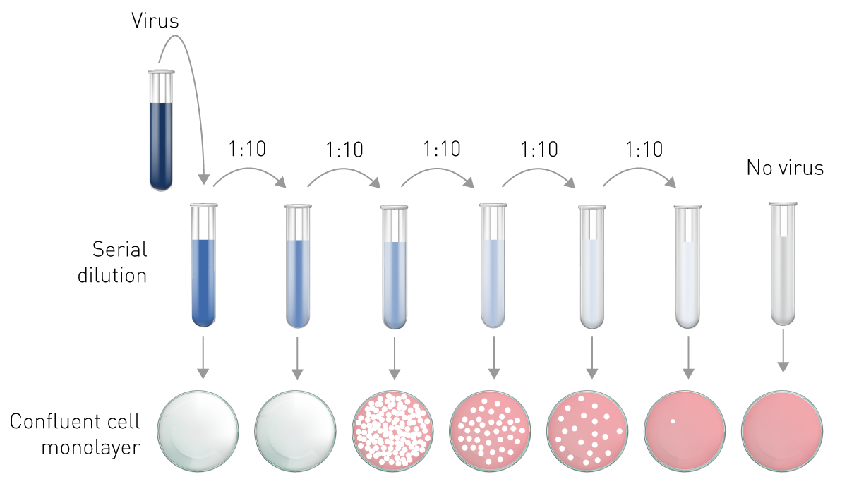 Fig. 6: Graphic depiction of the plaque assay. Serial dilutions of the viral samples are applied to plates with a confluent monolayer of host cells. Different numbers of plaques will develop as a result of viral dilution.