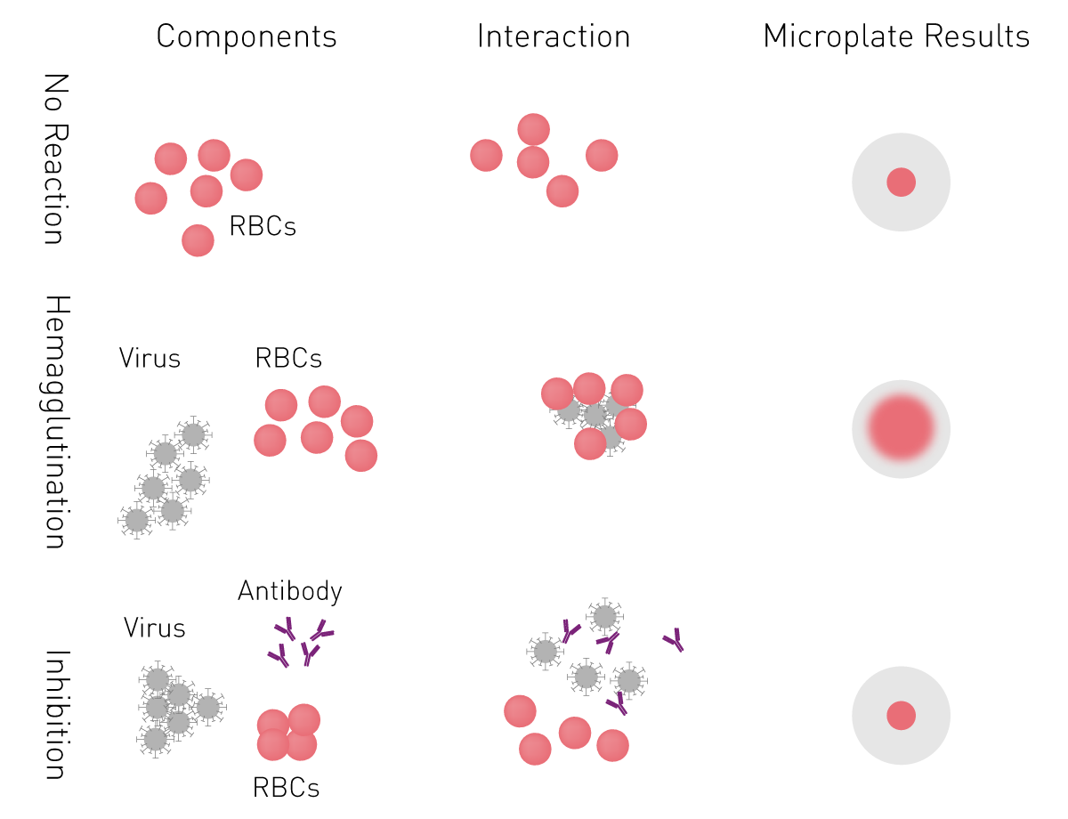 Fig. 7: Hemagglutination and hemagglutination inhibition assays. The images across a plate typically progress from agglutinated wells with a diffuse reddish appearance to wells with low agglutination, containing a red pellet in the well center. Non-agglutinated RBC settle into the U or V-shaped bottom of the well and a pellet appears.
