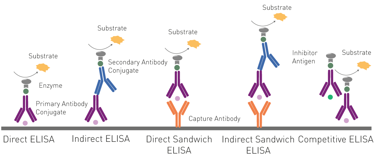 Fig. 8: basic principle of the different ELISA approaches. To screen for viral antibodies a viral antigen is immobilised on the bottom of a microplate well (direct and indirect ELISA). To screen for viral antigens, antibodies against the virus are immobilised (direct and indirect sandwich ELISA). In competitive ELISAs, the signal interference produced by an inhibiting antigen is measured.