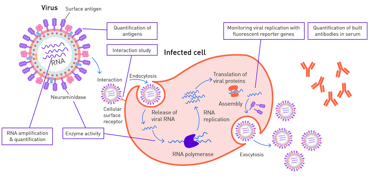 Fig. 1: Viral life cycle in an eukaryotic cell and possible targets for virus detection methods