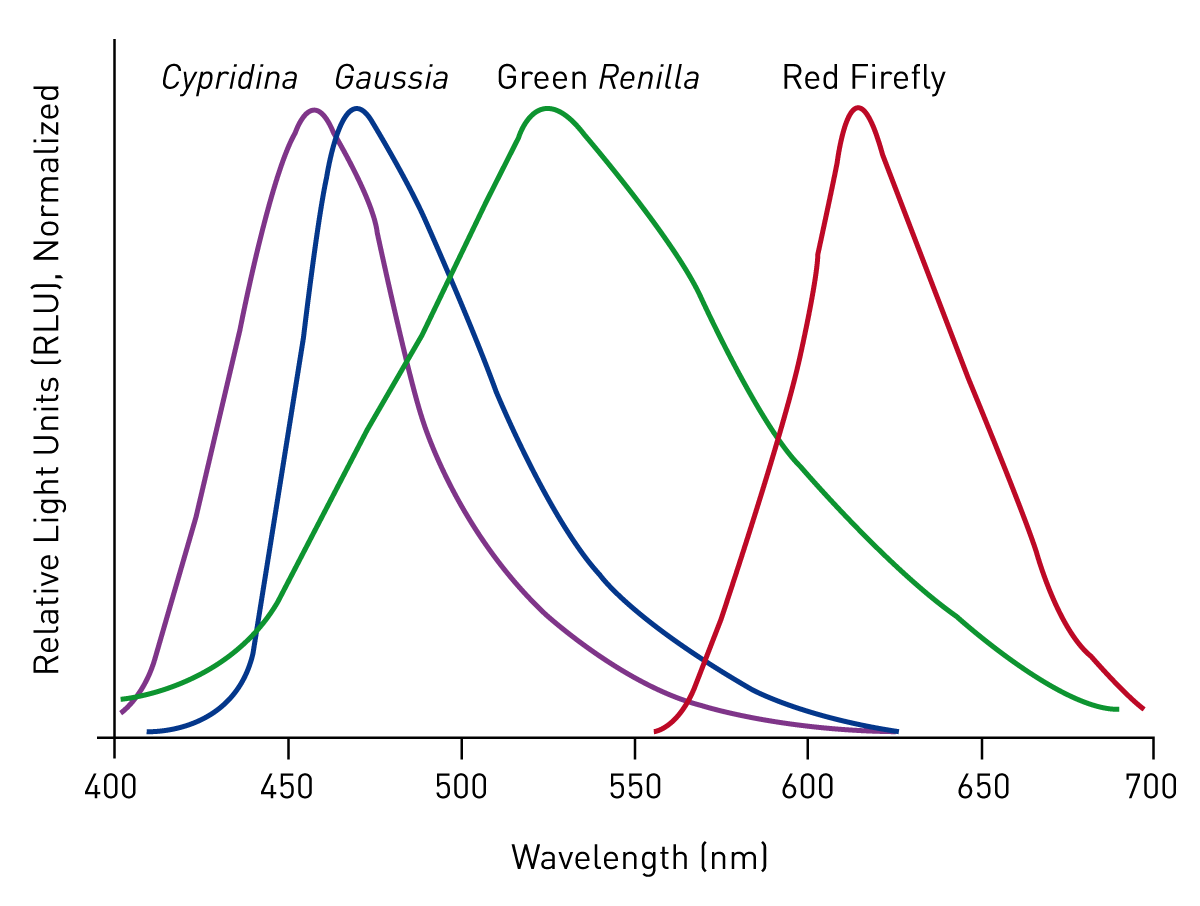 Fig. 2: Emission spectra of different luciferases.